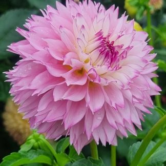 Hollyhill Pinkie