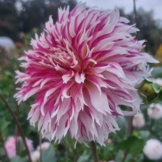 Tahoma Tempest