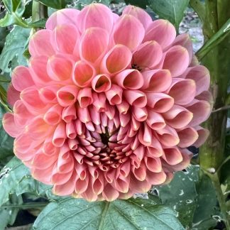 20th Ave Softer Peach