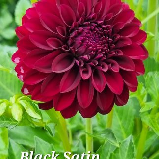 Black Satin