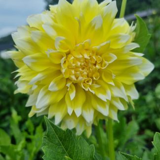 Lemon Meringue