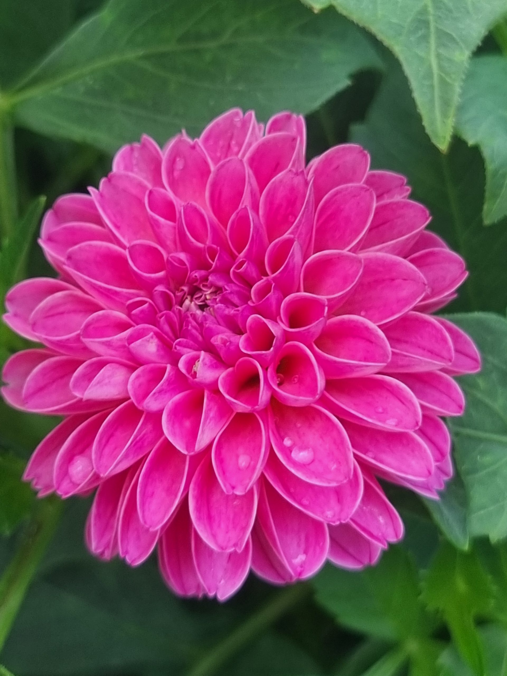 Rebecca Lynn Julia's Dahlias