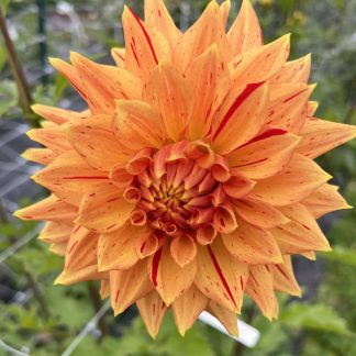 Sandia Tiger