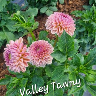 Valley Tawny