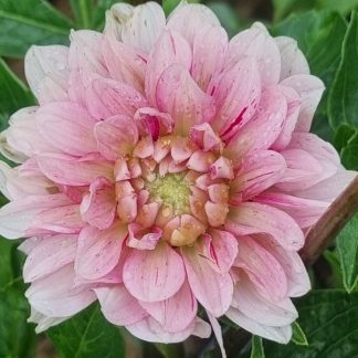Strawberry Cream
