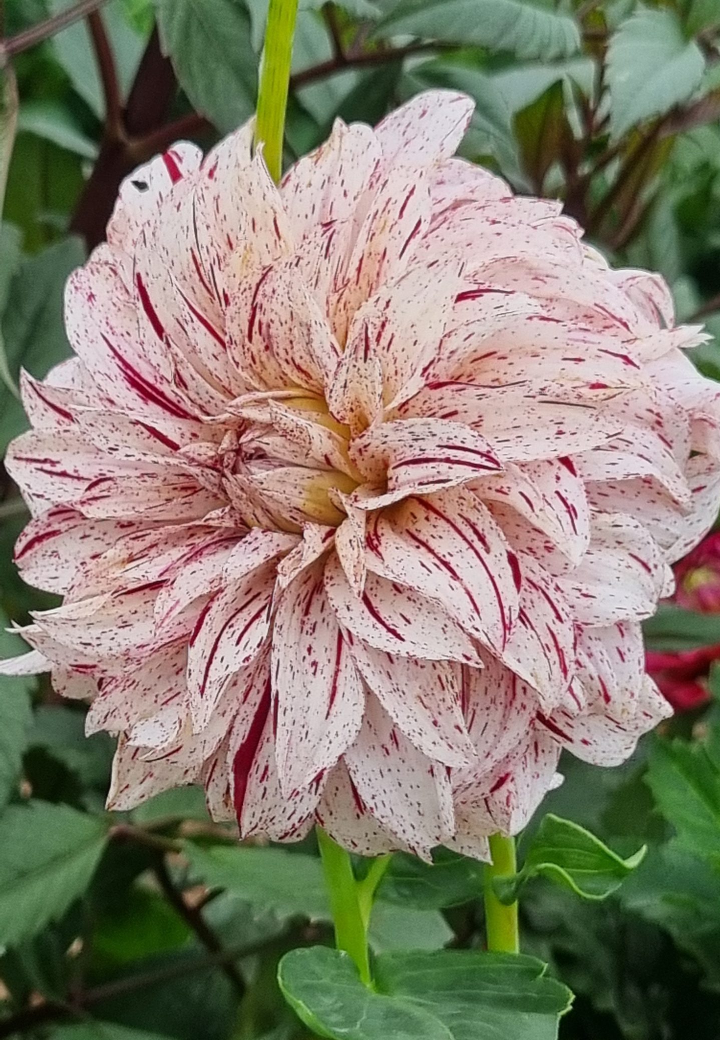 Kevin Bloomquist Bloomquist Kevin B – Julia's Dahlias