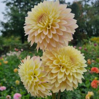 Bloomquist Blush