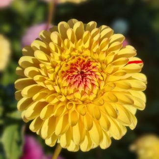 Saffron