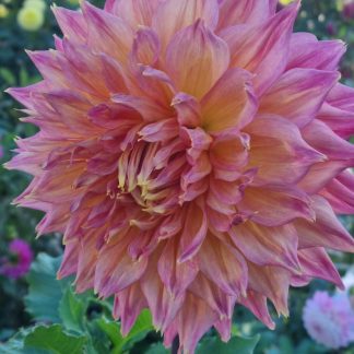 GG’s Aleshia